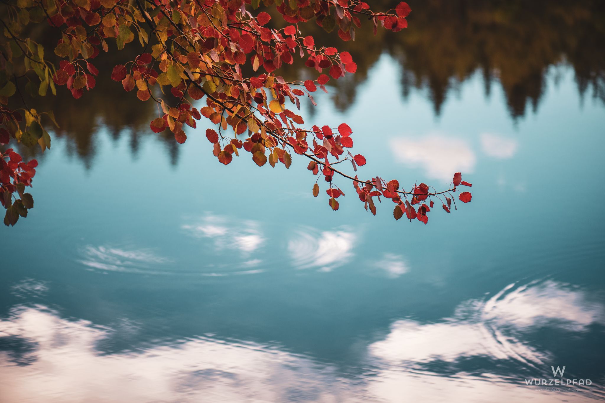 Herbstlaub am Wasser